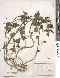 Lamium maculatum image