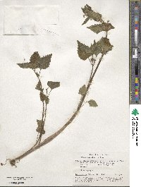 Lamium maculatum image