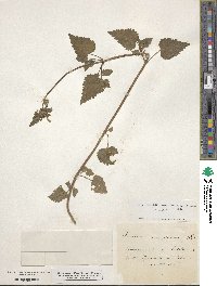 Lamium maculatum image