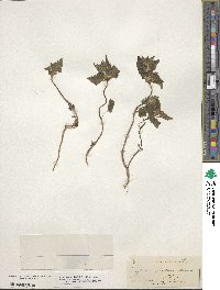 Lamium maculatum image