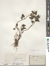 Lamium maculatum image