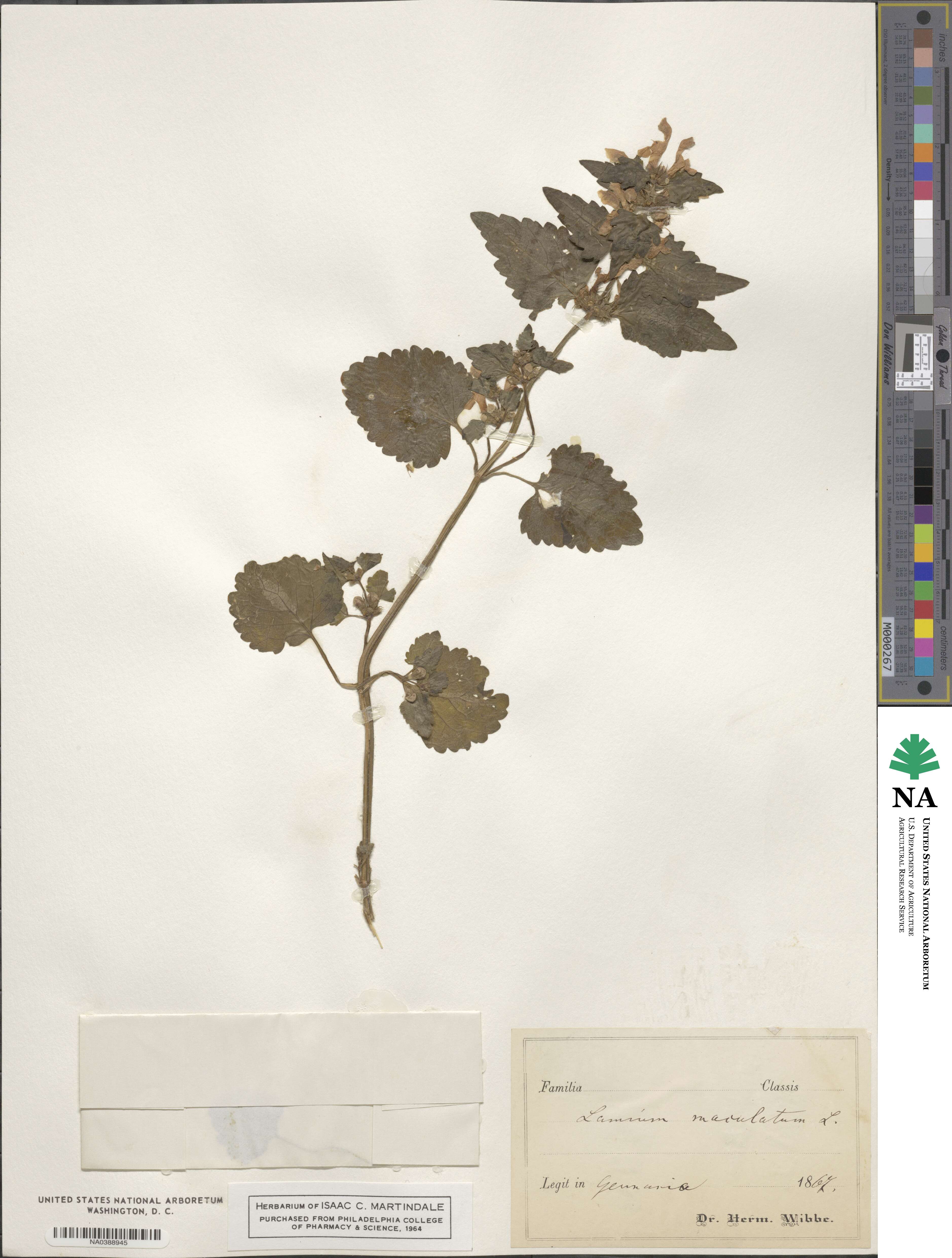 Lamium maculatum image