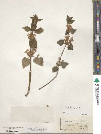 Lamium maculatum image