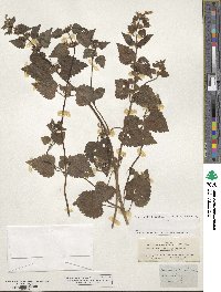 Lamium maculatum image