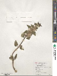 Lamium maculatum image