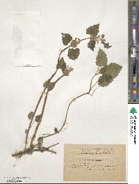 Lamium maculatum image