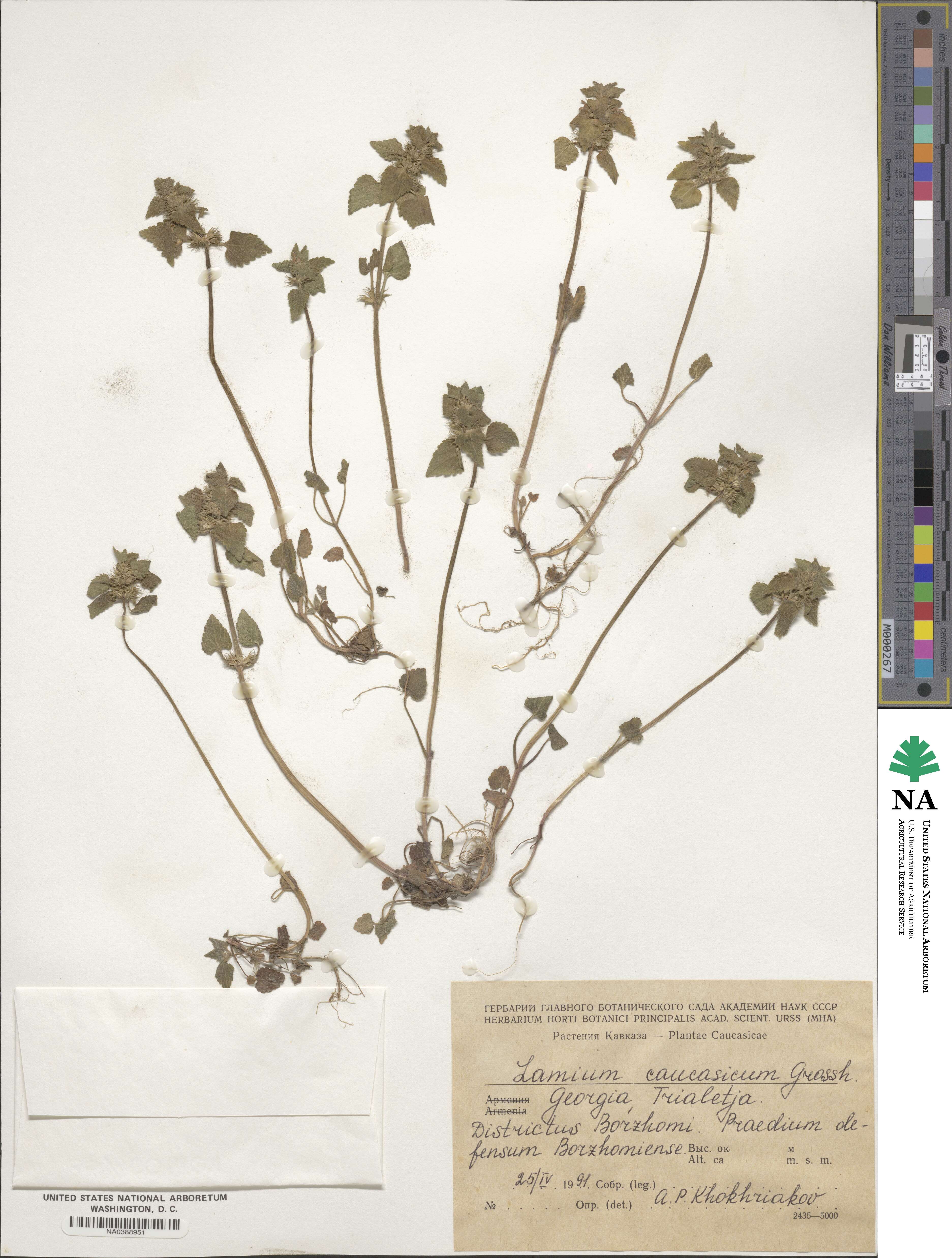 Lamium caucasicum image