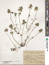 Image of Lamium caucasicum