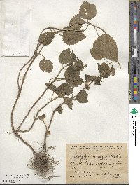 Lamium caucasicum image