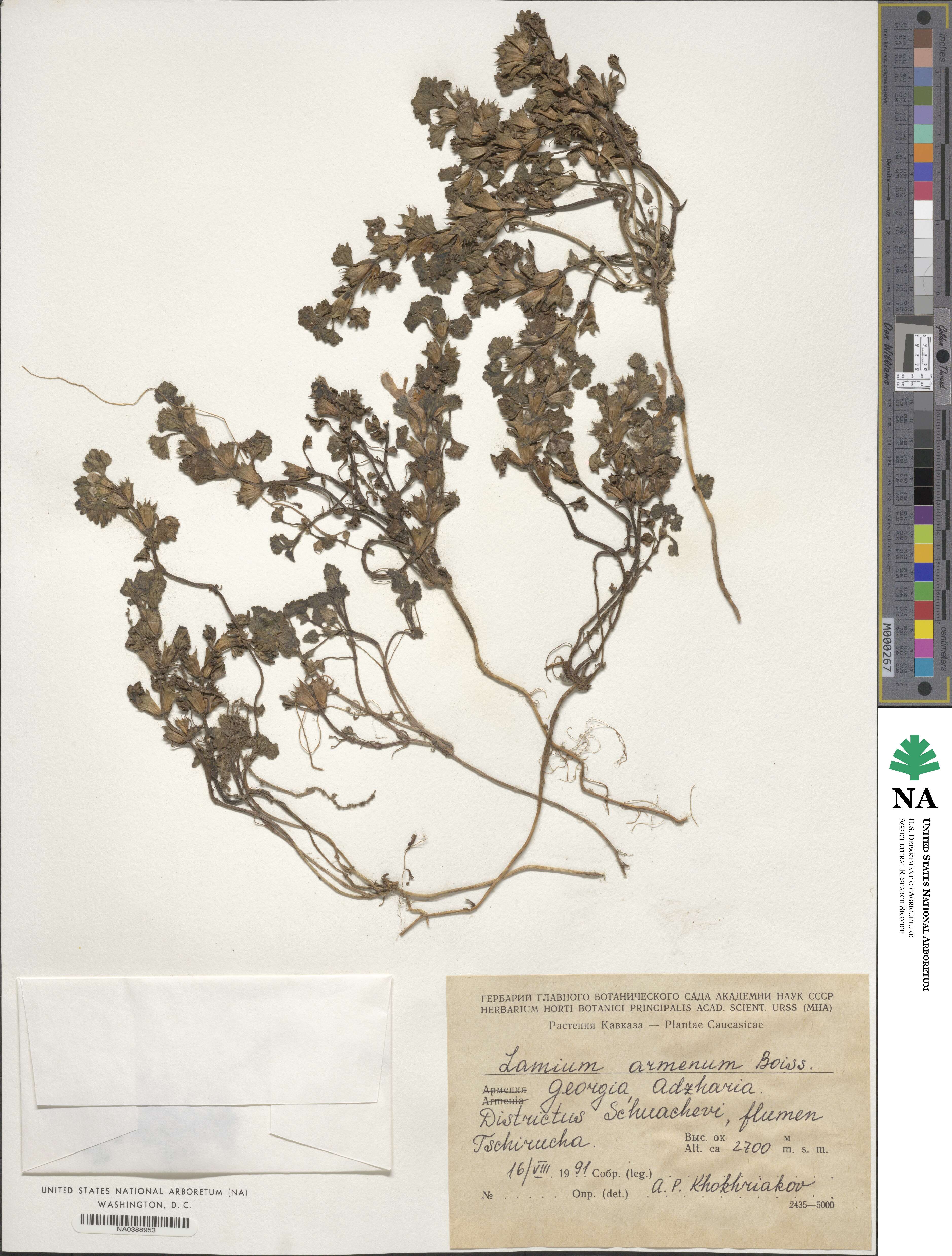 Lamium garganicum image