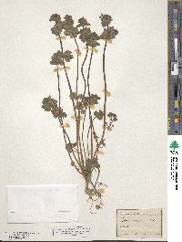 Image of Lamium amplexicaule