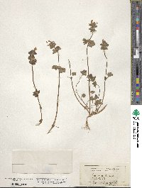 Lamium amplexicaule image