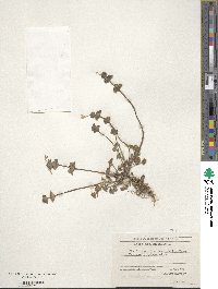 Lamium amplexicaule image