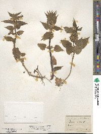 Lamium album image