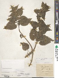 Lamium album image