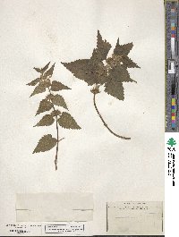 Lamium album image