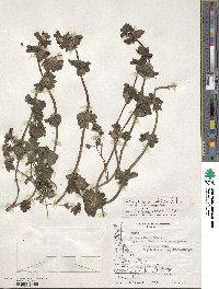 Lamium amplexicaule image