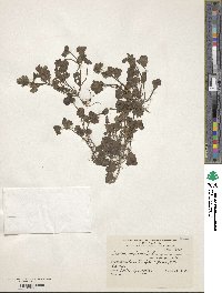 Lamium amplexicaule image