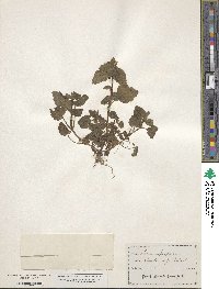 Lamium purpureum image