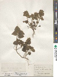 Lamium purpureum image