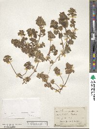 Lamium purpureum image