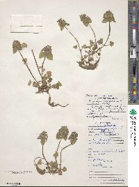 Lamium purpureum image