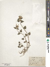 Lamium maculatum image