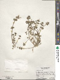 Lamium amplexicaule image