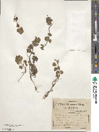 Lamium amplexicaule image