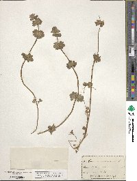 Lamium amplexicaule image