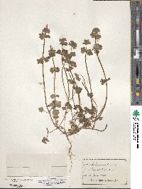 Lamium amplexicaule image