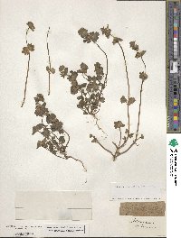 Lamium amplexicaule image