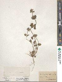 Lamium amplexicaule image