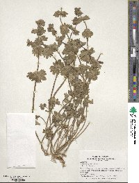 Lamium amplexicaule image