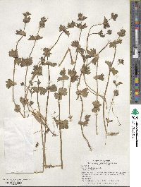 Lamium amplexicaule image