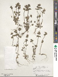 Lamium amplexicaule image