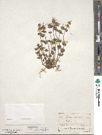 Lamium amplexicaule image