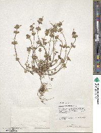 Lamium amplexicaule image