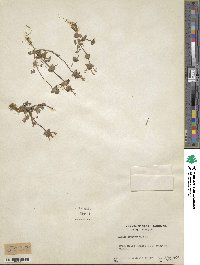 Lamium amplexicaule image