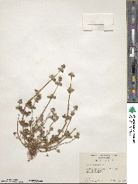 Lamium amplexicaule image