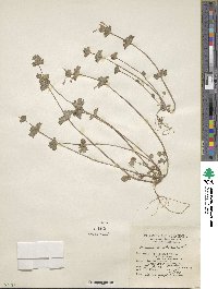 Lamium amplexicaule image