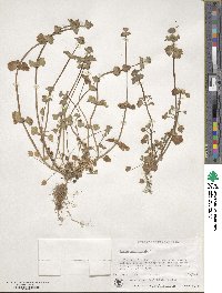 Lamium amplexicaule image