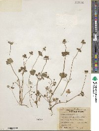 Lamium amplexicaule image