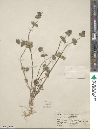 Lamium amplexicaule image