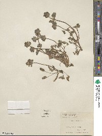 Lamium amplexicaule image