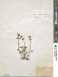 Lamium amplexicaule image