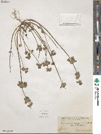 Lamium amplexicaule image