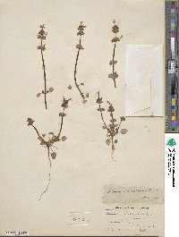 Lamium amplexicaule image