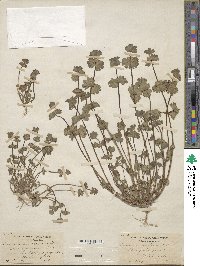 Lamium amplexicaule image