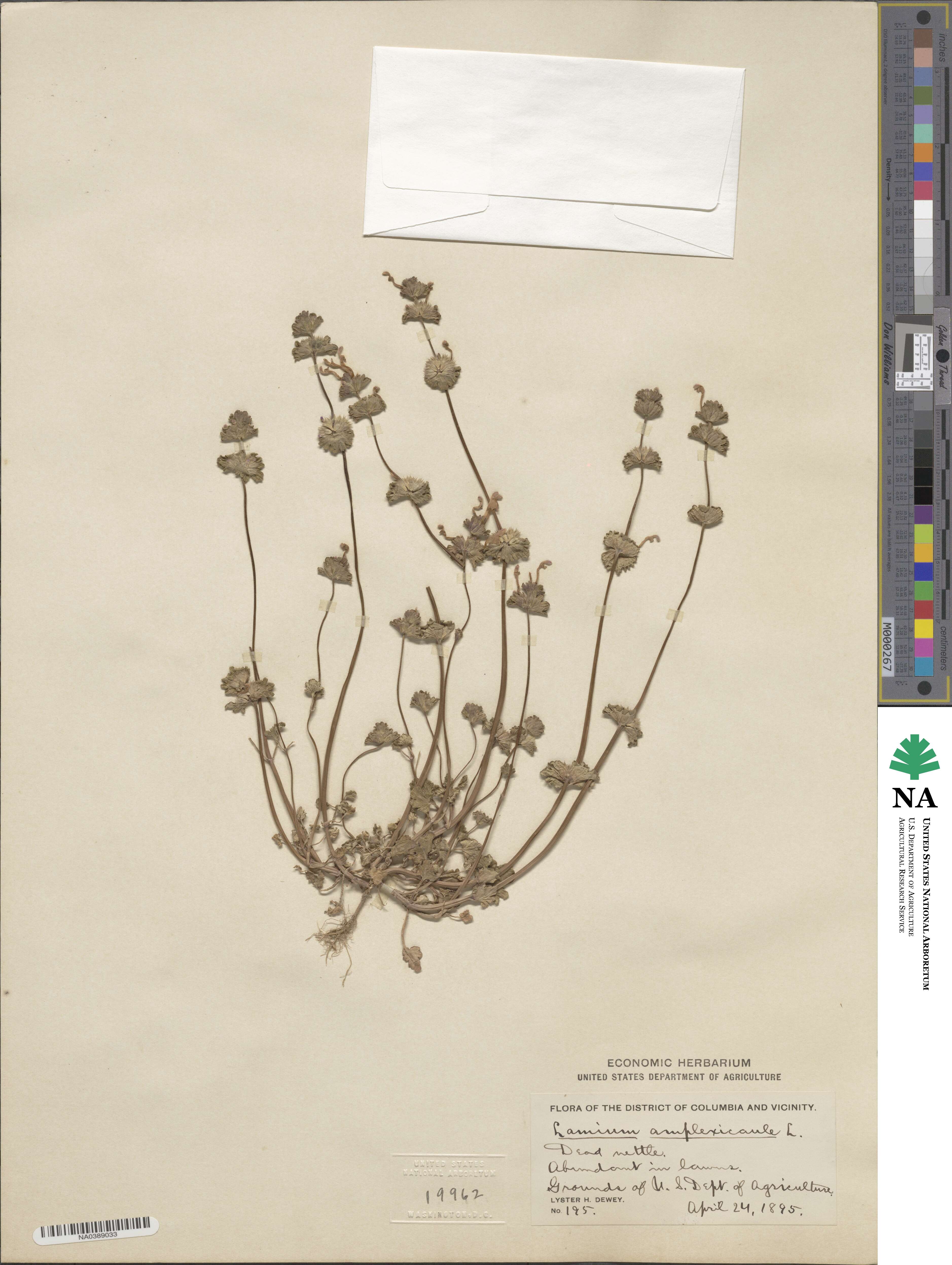 Lamium amplexicaule image